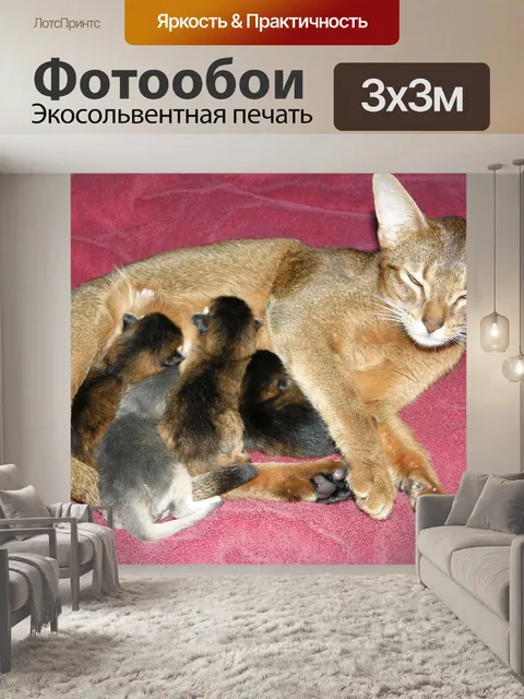 Фотообои Мать кошка
