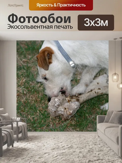Фотообои джек-рассел жевательной кости
