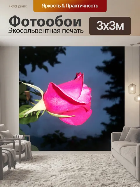 Фотообои Роза