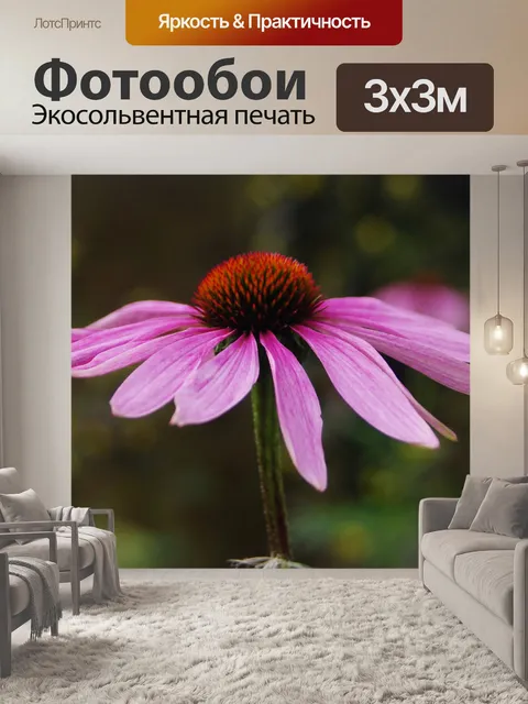 Фотообои эхинацеи пурпурной