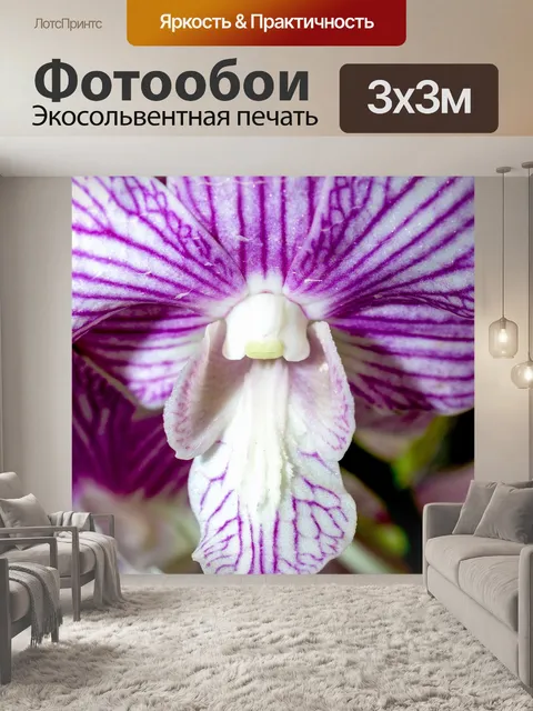 Фотообои Цветок орхидеи