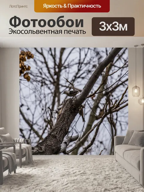 Фотообои Белогрудый поползень