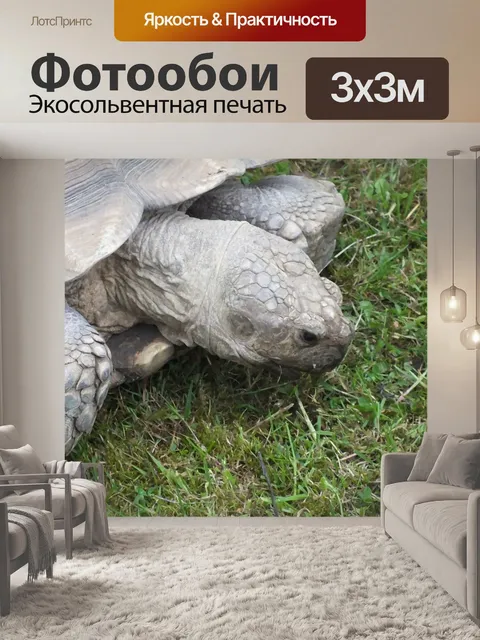 Фотообои Гигантская черепаха