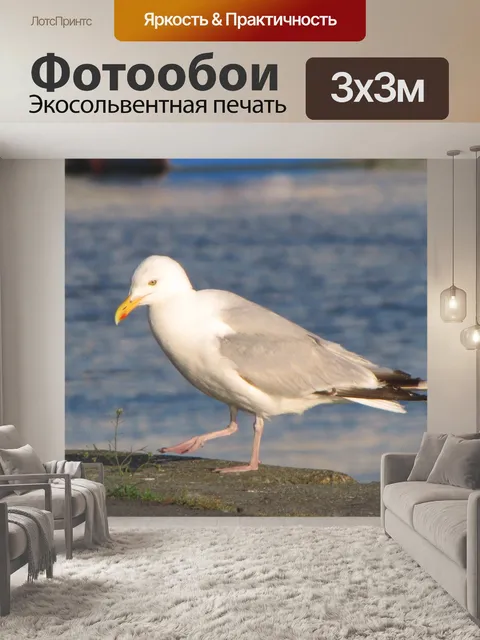 Фотообои Чайка