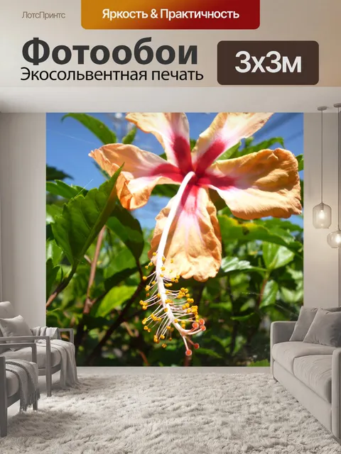 Фотообои Гибискус