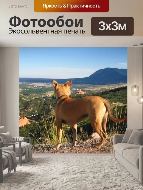 Фотообои Собака