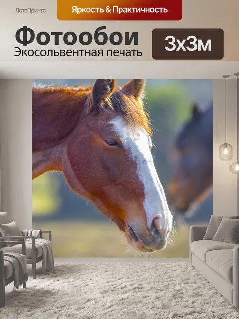 Фотообои Голова лошади