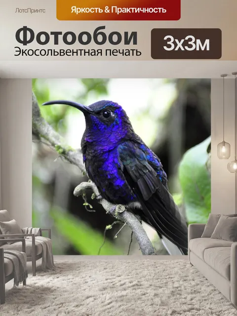 Фотообои Колибри