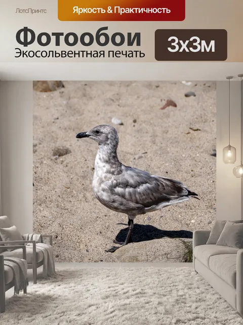 Фотообои Молодая чайка
