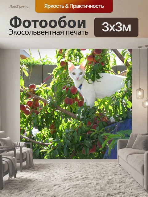 Фотообои Белый кот