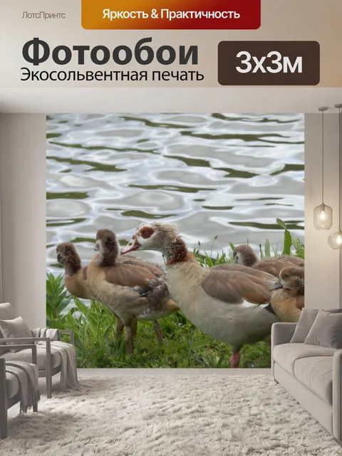 Фотообои Утки на берегу озера