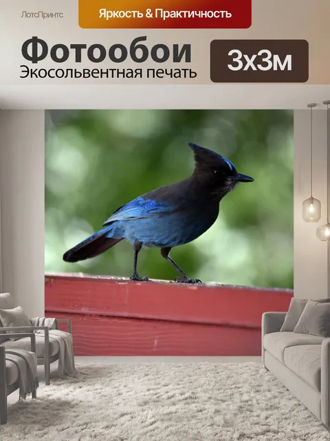 Фотообои Голубая сойка