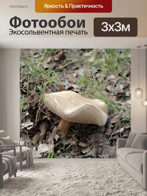 Фотообои Белый гриб Bolete крупным планом