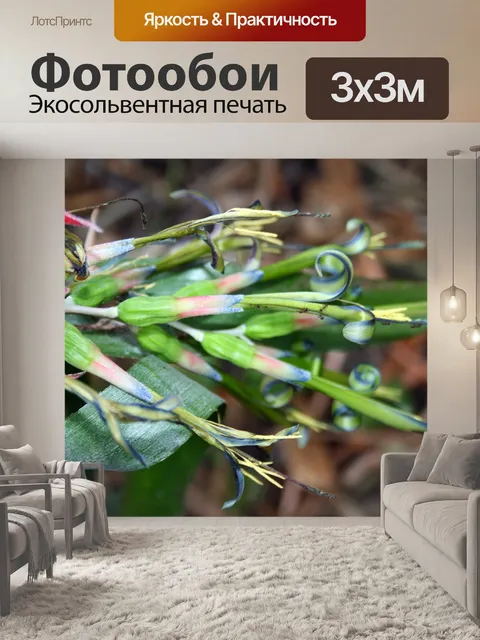 Фотообои бромелиевых цветения