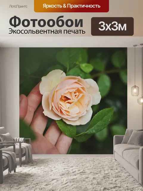 Фотообои Роза