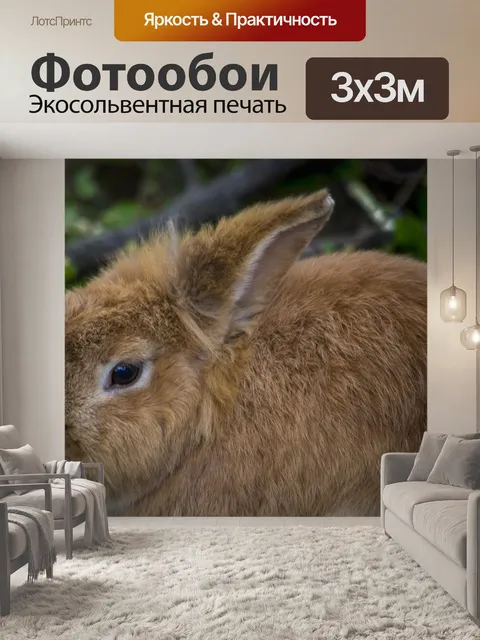 Фотообои Кролик