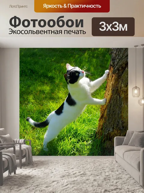 Фотообои Кот