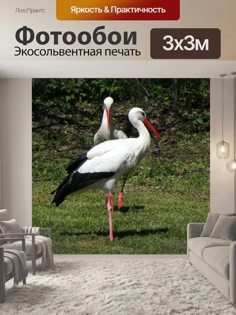 Фотообои Аист