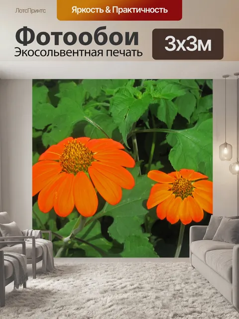 Фотообои Два оранжевых полевых цветов