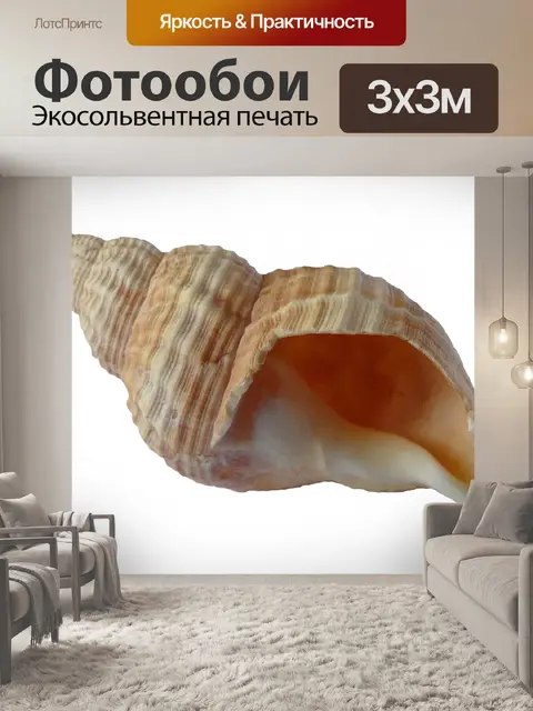 Фотообои Морская ракушка