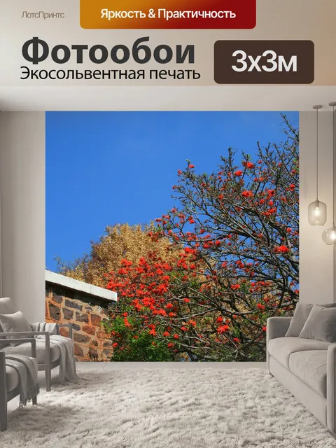 Фотообои эритрина кафра в цветке