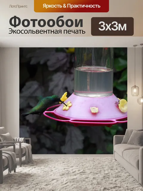 Фотообои Колибри