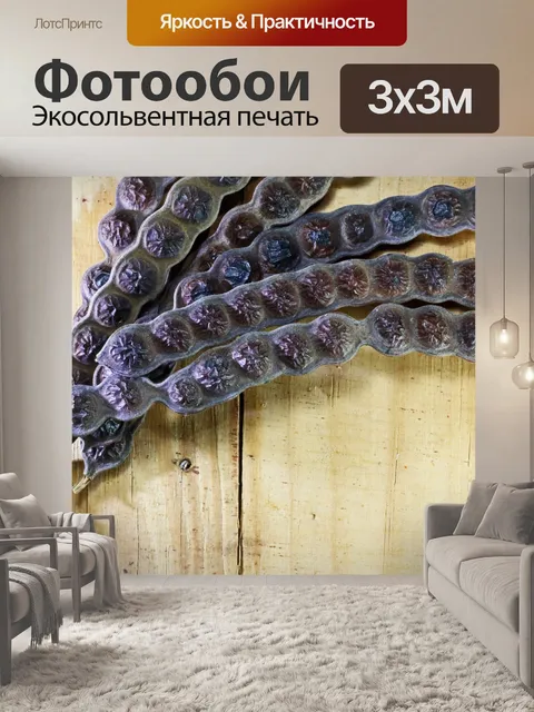 Фотообои душистые стручки семян акации