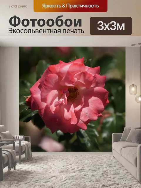 Фотообои Роза