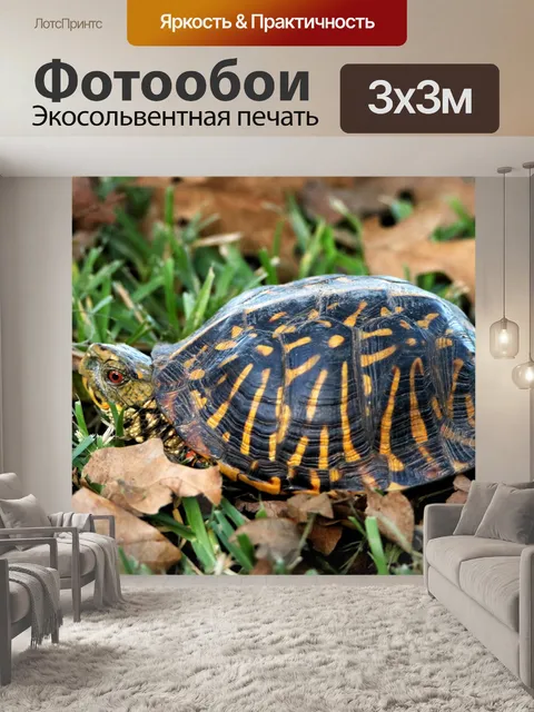 Фотообои Изысканная коробка Черепаха