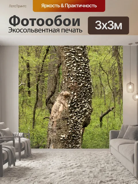 Фотообои Грибы покрыты деревом в лесу