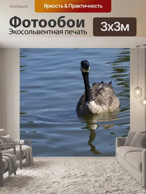 Фотообои Канадский гусь