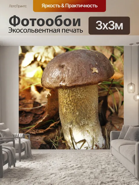 Фотообои Березовый гриб
