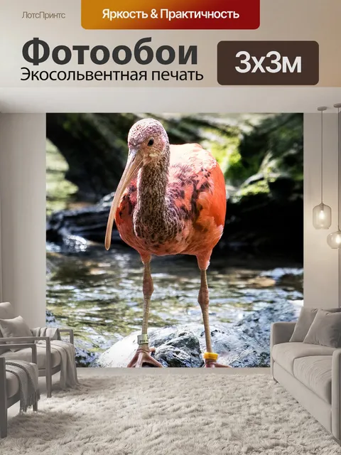 Фотообои Ибис
