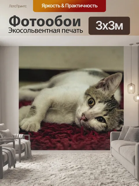 Фотообои Кошка