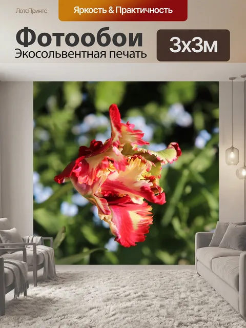 Фотообои Тюльпан