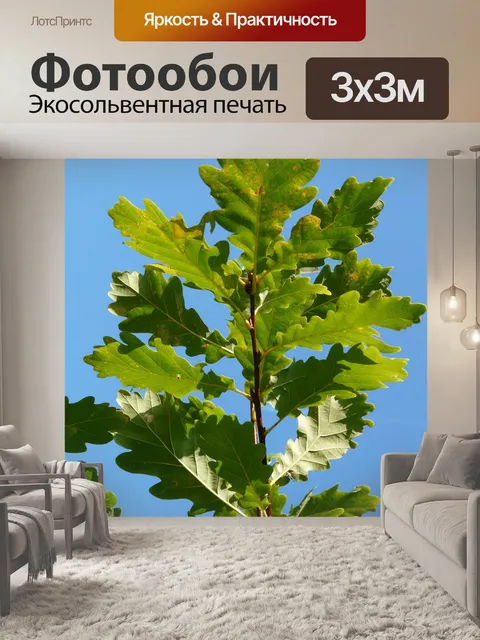 Фотообои Дуб