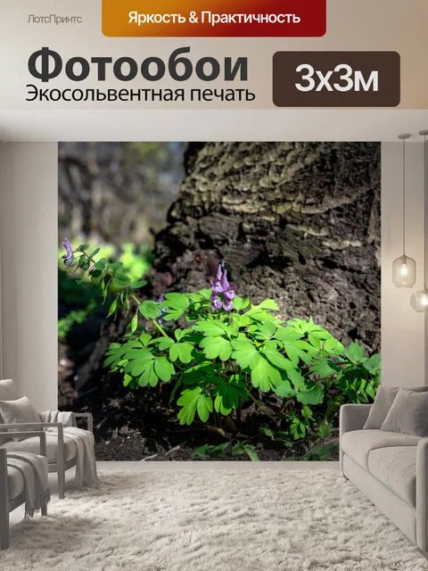Фотообои Цветы