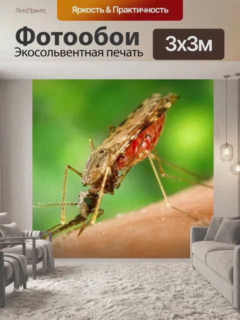 Фотообои Комар