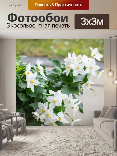 Фотообои Цветок