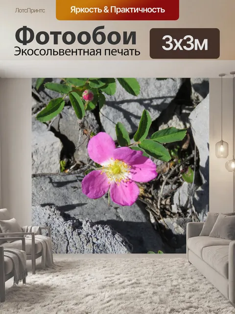 Фотообои Дикая роза