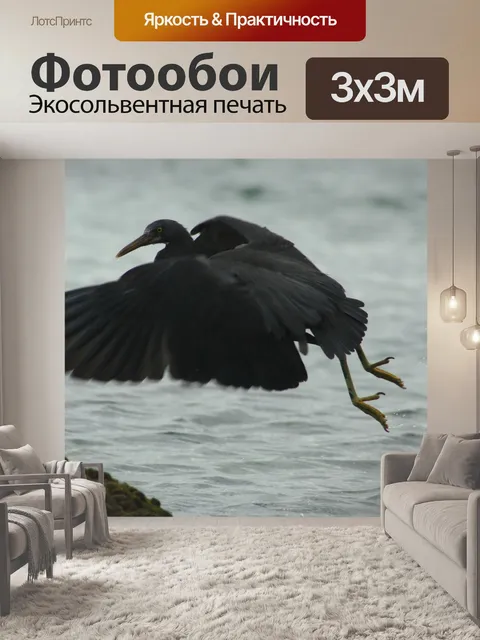 Фотообои Тихоокеанская рифовая цапля
