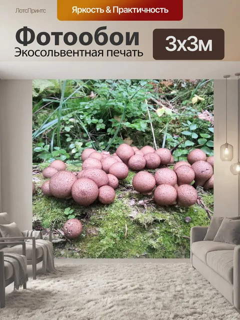 Фотообои Гриб