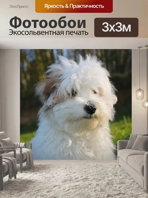 Фотообои Coton de Tulear белая женская собака