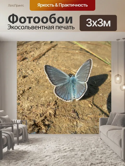 Фотообои Бабочка