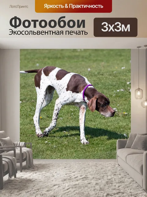 Фотообои Английский собака Указатель