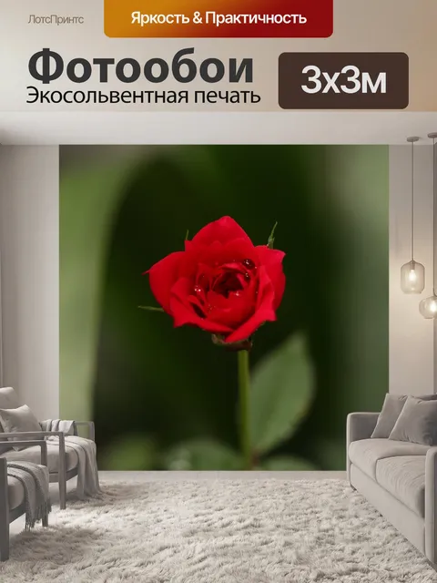 Фотообои Одна красная роза