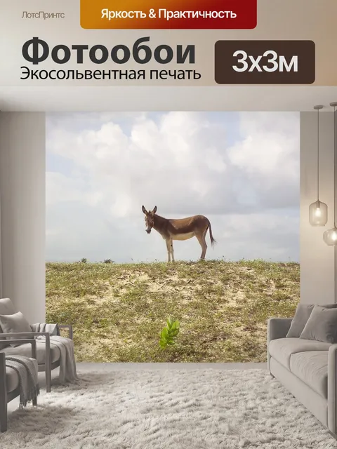 Фотообои Ослы