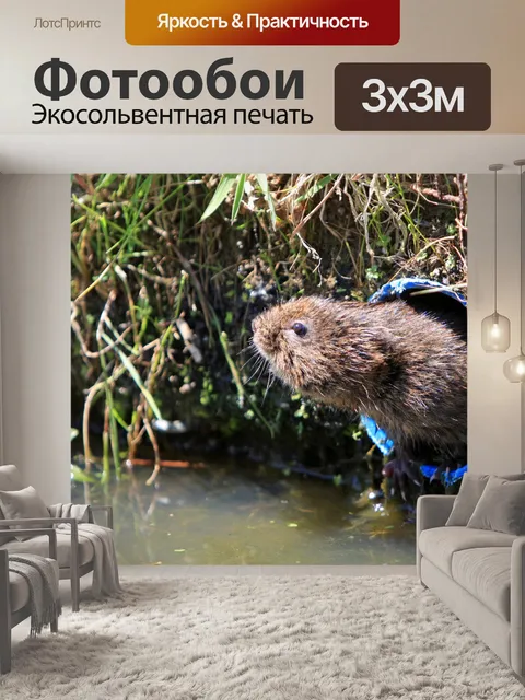 Фотообои Водяной полевки крупным планом