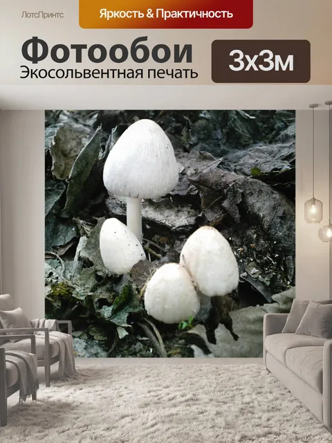 Фотообои Грибы