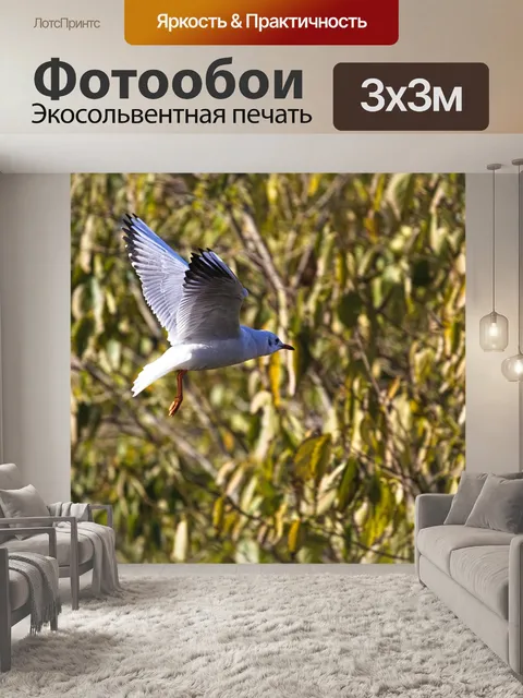 Фотообои Чайка